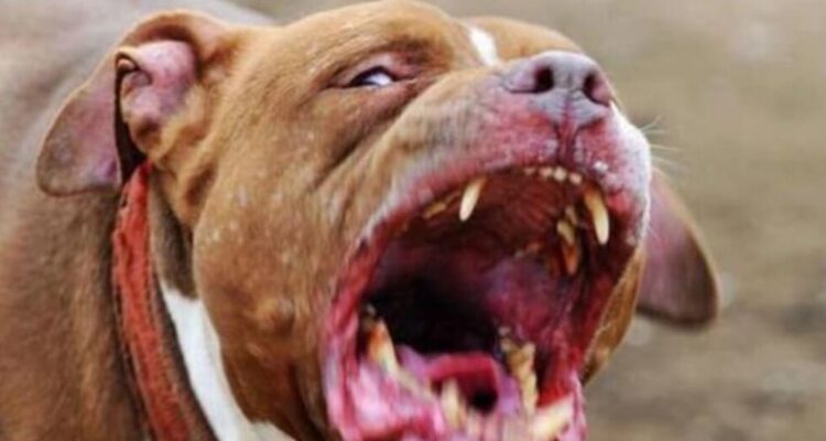 Hombre muere atacado por pitbull en La Araucanía