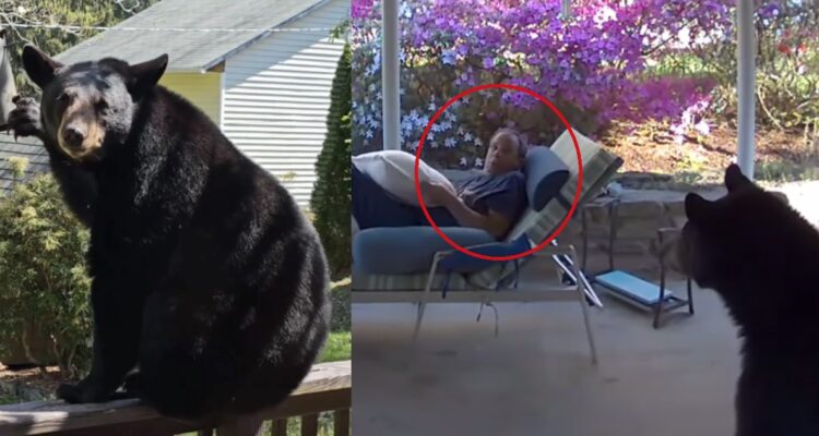 Hombre se topa cara a cara con un oso