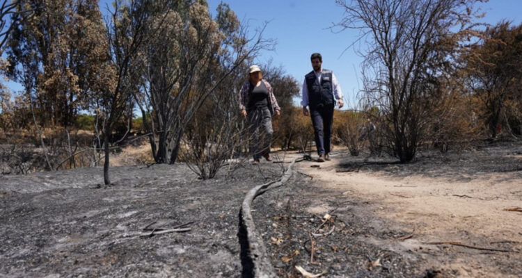Indap entrega primeros bonos de $1 y $3 millones a pequeños agricultores afectados por incendios