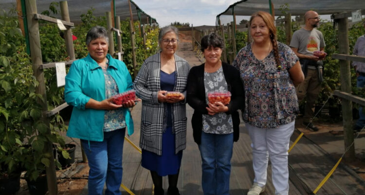 Nuevas variedades de frambuesas desarrolladas en Aysén llevarán nombres de agricultoras locales