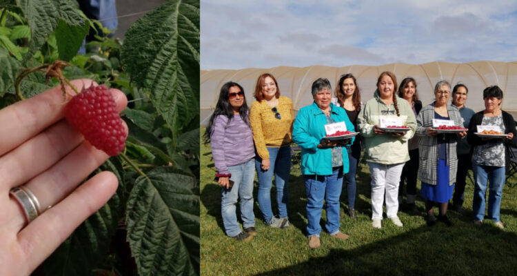 Nuevas variedades de frambuesas desarrolladas en Aysén llevarán nombres de agricultoras locales