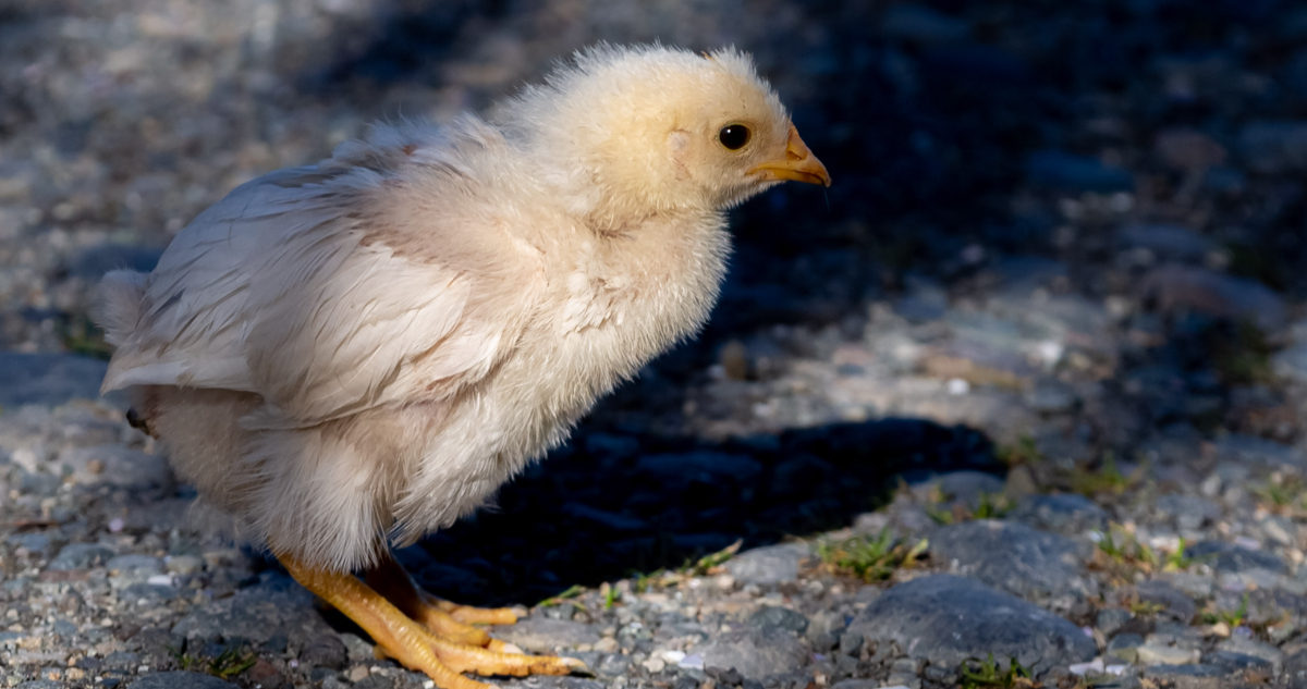 Confirman primer caso de influenza aviar en aves de traspaso en Los Ríos sacrifican 124 animales