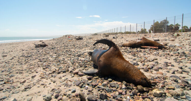 Sernapesca descarta contagios con influenza aviar en lobos marinos en la región de Los Ríos