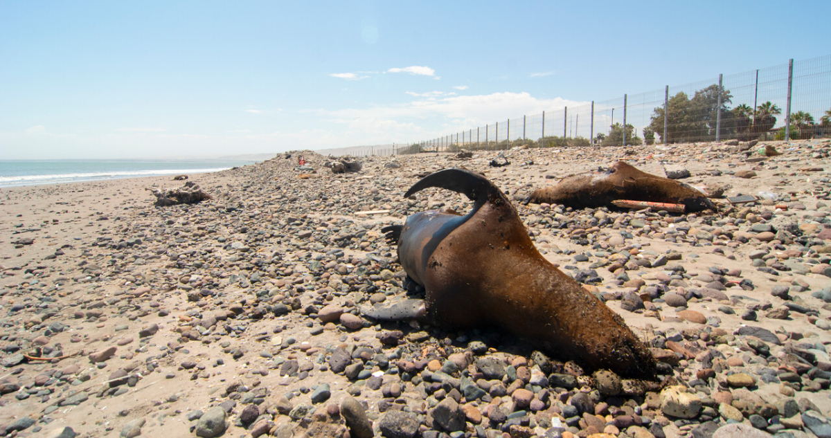 Sernapesca descarta contagios con influenza aviar en lobos marinos en la región de Los Ríos