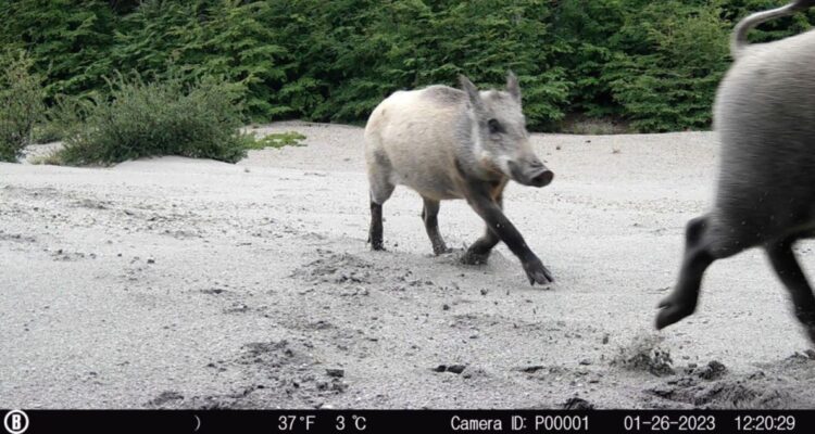 jabali-conaf-camara-trampa-parque-puyehue
