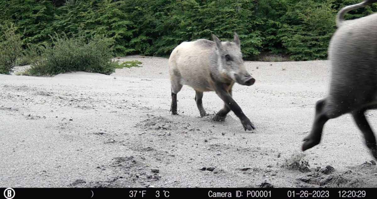jabali-conaf-camara-trampa-parque-puyehue
