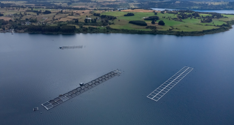 Gobierno no tienen mayores atribuciones para fiscalizar a la industria salmonera en Lago Llanquihue