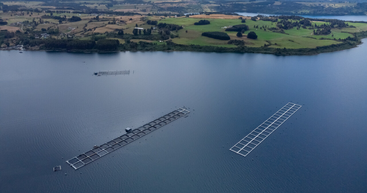 Gobierno no tienen mayores atribuciones para fiscalizar a la industria salmonera en Lago Llanquihue