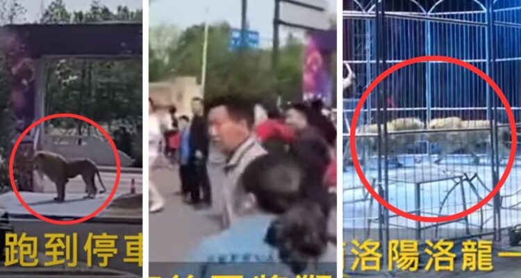 2 leones escapan de circo en China y generan terror en los asistentes