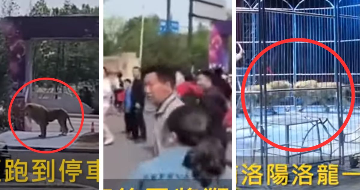 2 leones escapan de circo en China y generan terror en los asistentes