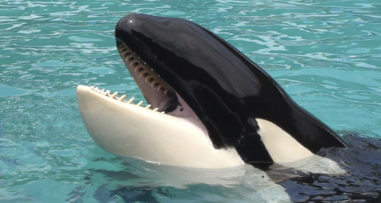 Orca “Lolita” será liberada tras más de 50 años en cautiverio: volverá al Pacífico en avión de carga