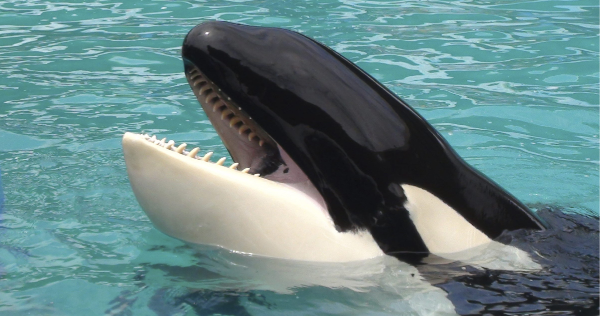 Orca “Lolita” será liberada tras más de 50 años en cautiverio: volverá al Pacífico en avión de carga