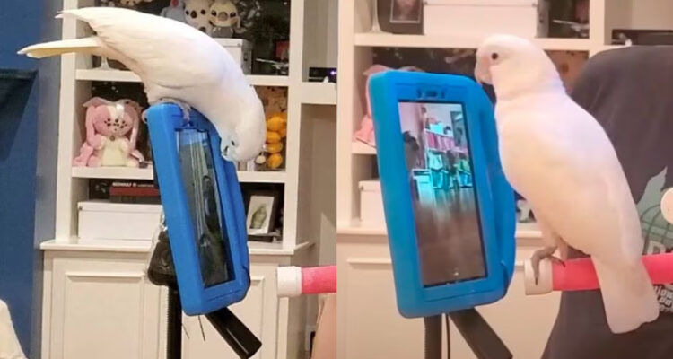 Loros domésticos aprender a comunicarse por internet