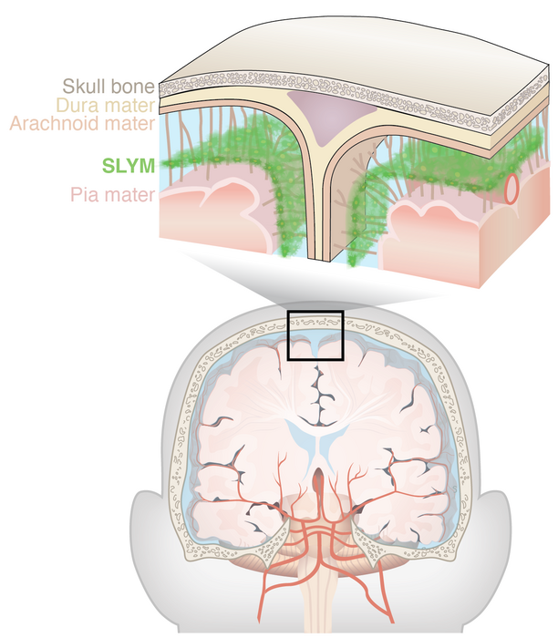 Representación gráfica de SLYM en el cerebro.