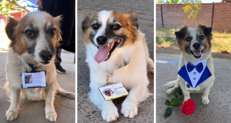 Manchas perro cesfam