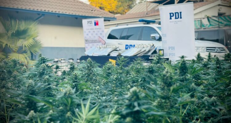Intenso olor a marihuana permite detectar sistema indoor en departamento de La Pintana