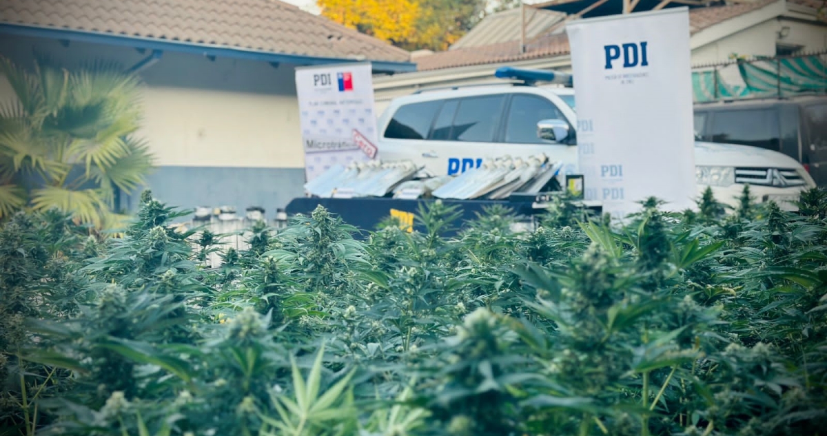 Intenso olor a marihuana permite detectar sistema indoor en departamento de La Pintana