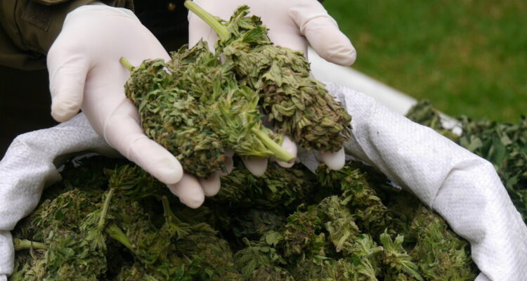 Procedimientos droga Loa