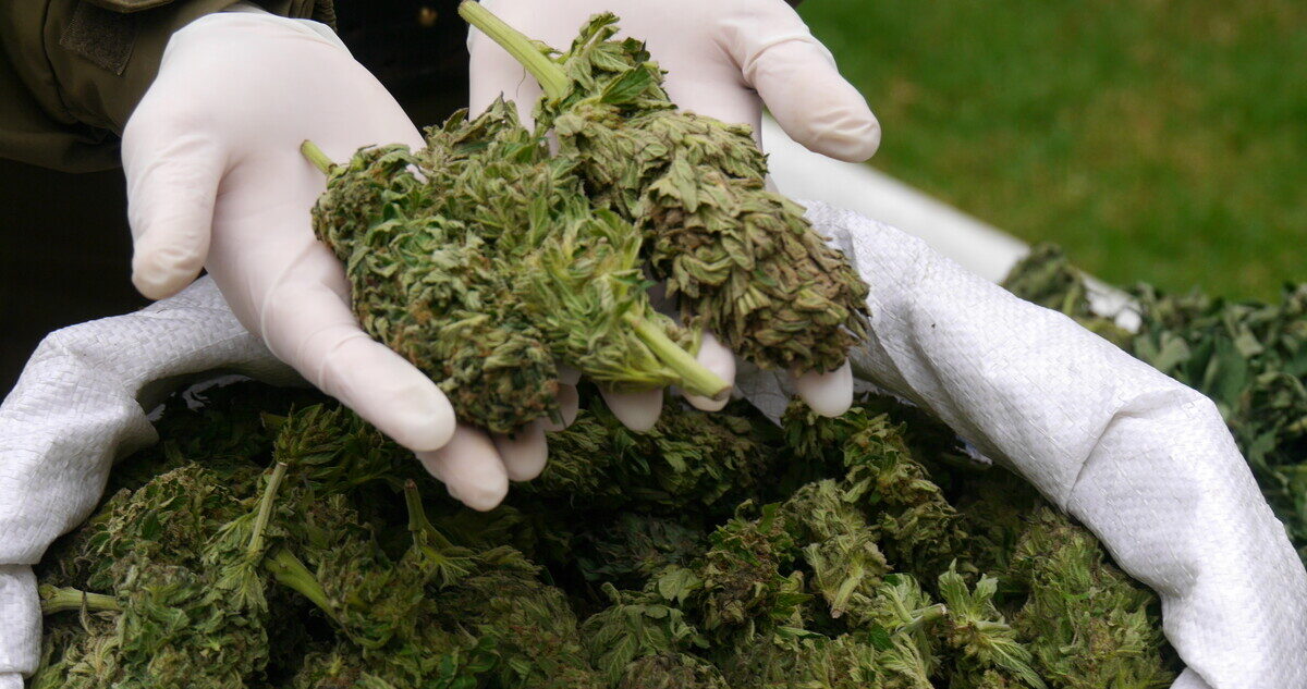 Procedimientos droga Loa
