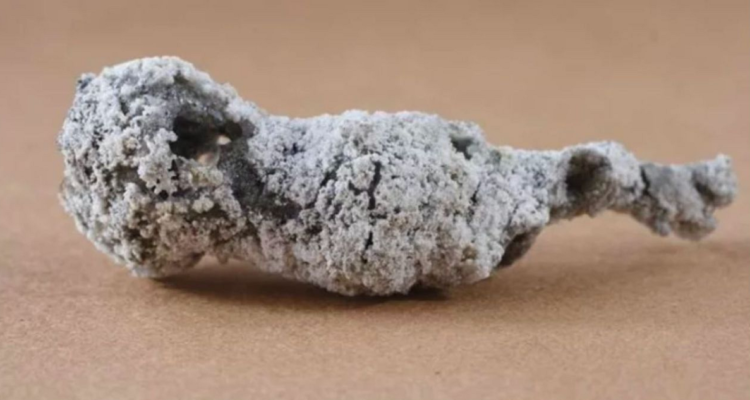 Una fotografía del material descubierto tras el impacto de un rayo contra un árbol.