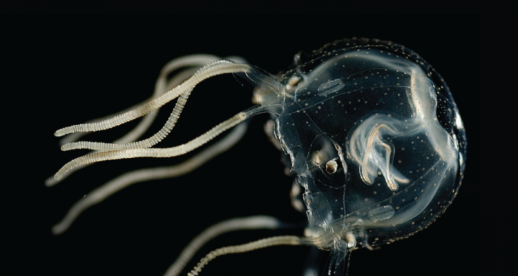 Medusa de 24 ojos