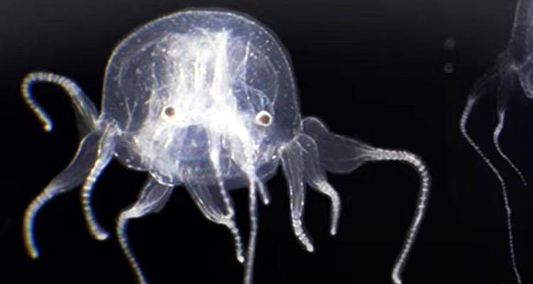 Una fotografía de la medusa de 24 ojos.