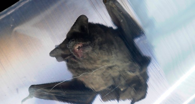 Plaga de murciélagos y falla en red de agua tiene sin clases a 500 estudiantes de escuela en Río Bueno