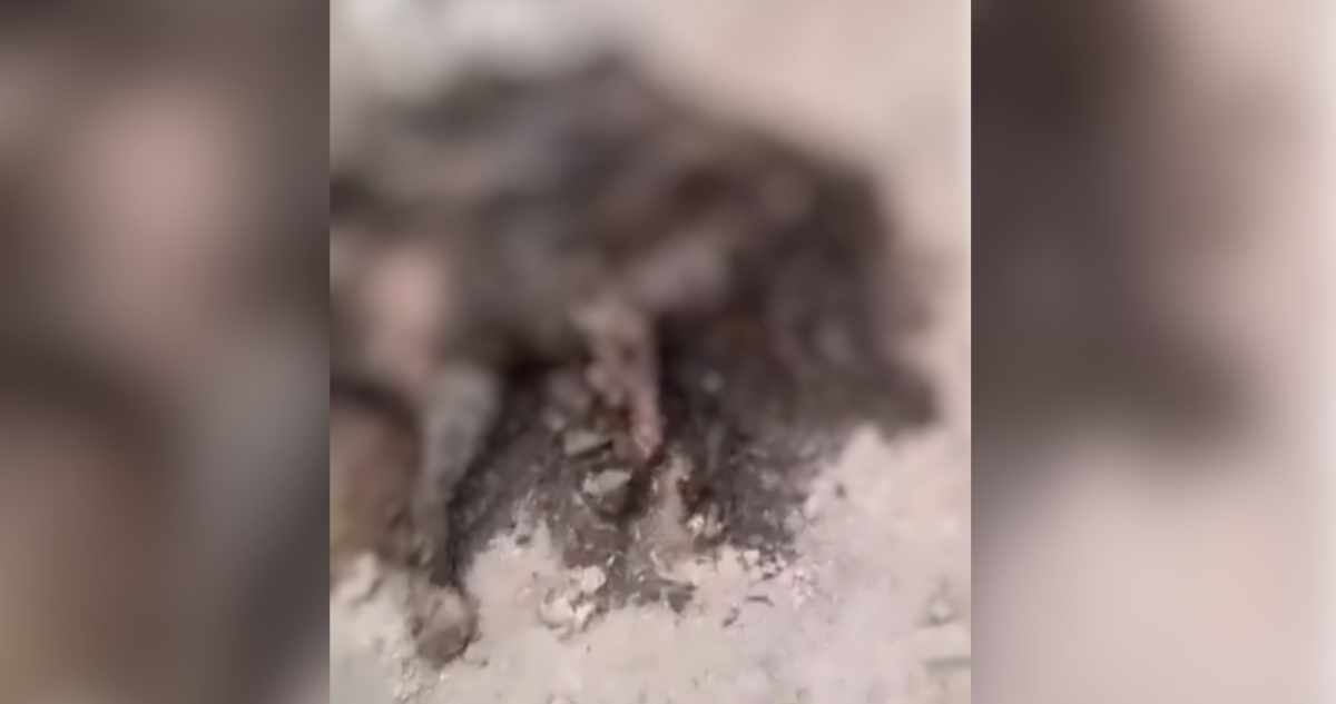 perrita calcinada