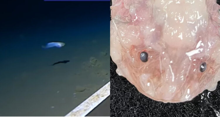 ¿Cuál es el pez más profundo jamás visto?