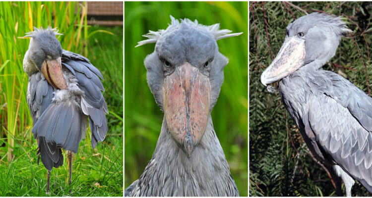 ¿Es peligroso el picozapato?