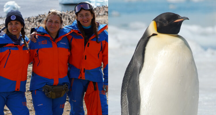 Científicas chilenas son las primeras de Latinoamérica en conseguir muestras de sangre del pingüino emperador en la Antártica