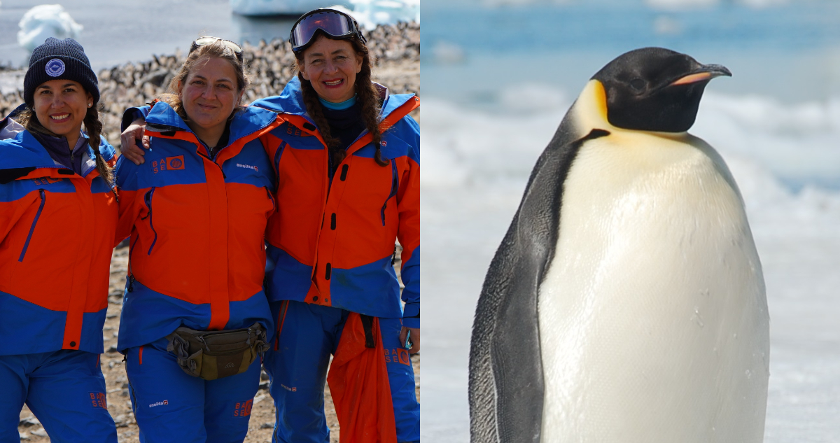 Científicas chilenas son las primeras de Latinoamérica en conseguir muestras de sangre del pingüino emperador en la Antártica