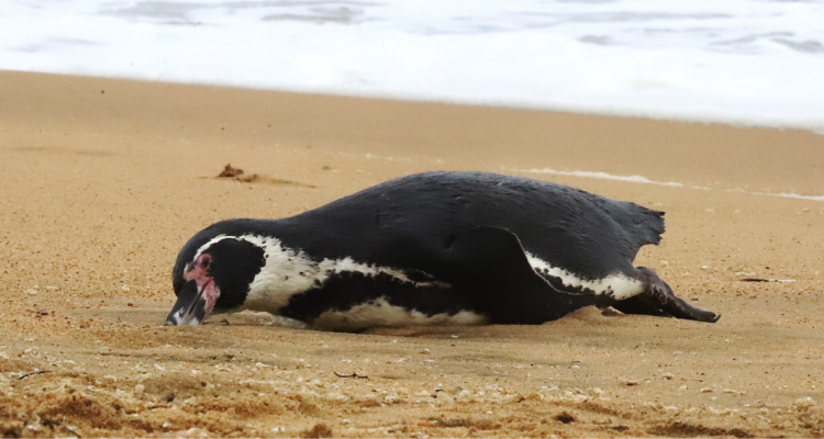 pingüinos muertos en Reñaca