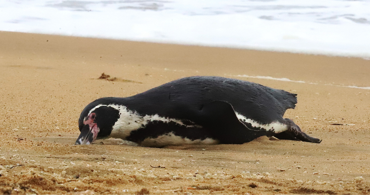 pingüinos muertos en Reñaca