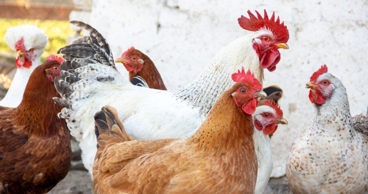 Hombre mata más de 1.000 pollos del susto