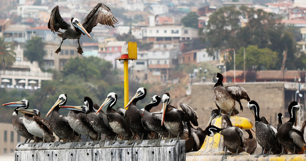 Preocupación en Valparaíso por aumento de casos de gripe aviar es la región más afectada del país