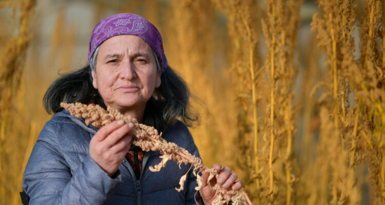 Primera producción de quinua bajo invernadero en Puerto Natales