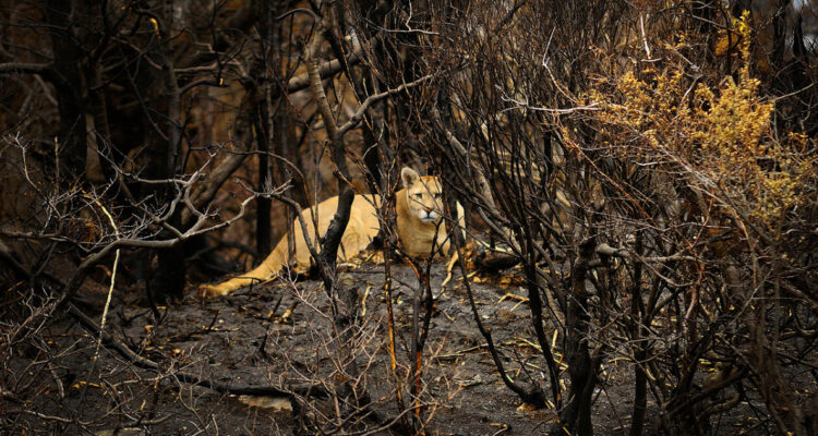 Ganadero se salvó de ataque de un puma gracias a sus perros en Colchane