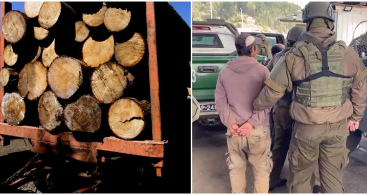Un 240% aumentó cantidad de detenidos por robo de madera en La Araucanía en lo que va de 2023