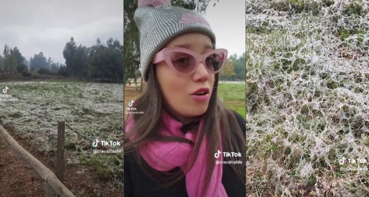 Telas de araña en Talca