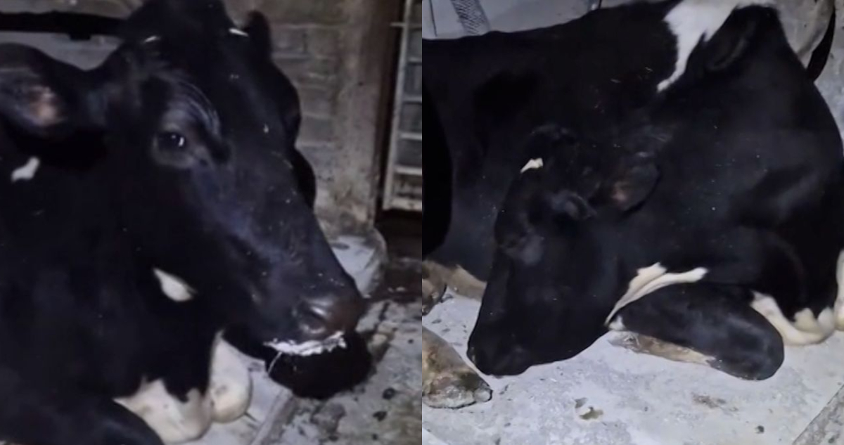 Vaca inglesa se hace viral tras fingir estar dormida