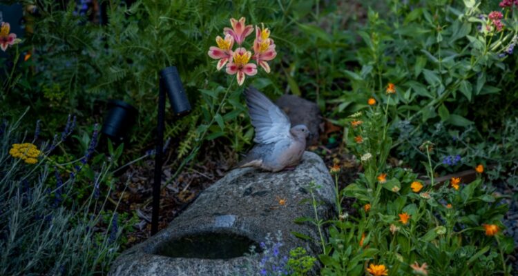 Vitacura lanza certificación para motivar a vecinos a tener jardínes biodiversos en terrazas y patios