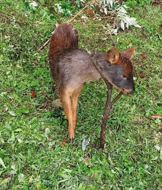 Sujetos matan a pudú en región de Los Lagos.