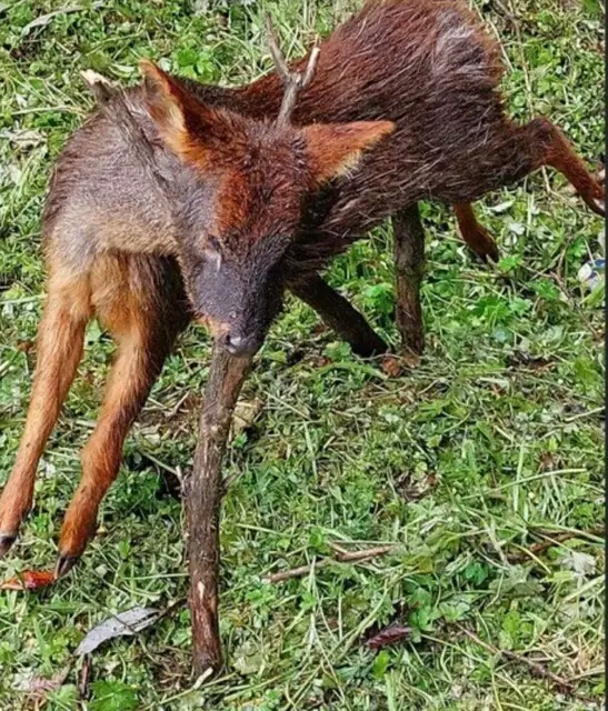 Sujetos matan a pudú en región de Los Lagos.