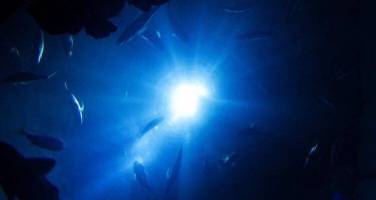 Alertan inminente extinción en la zona crepuscular del océano
