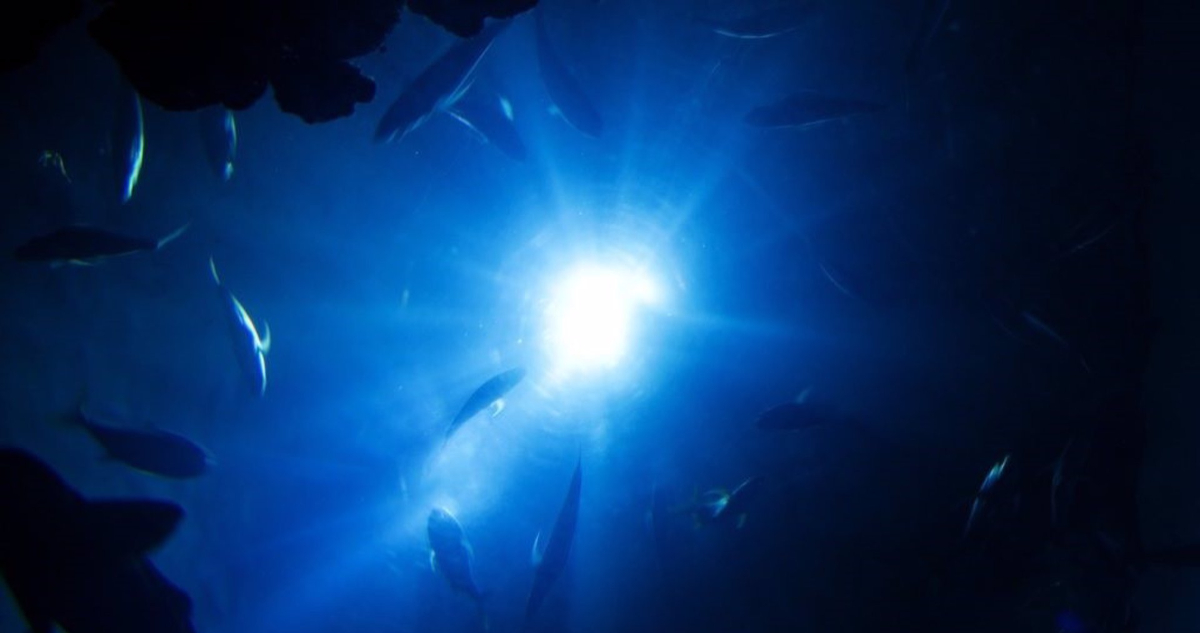 Alertan inminente extinción en la zona crepuscular del océano