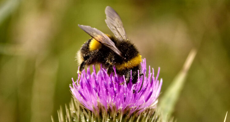 El calor podría poner en peligro a los abejorros