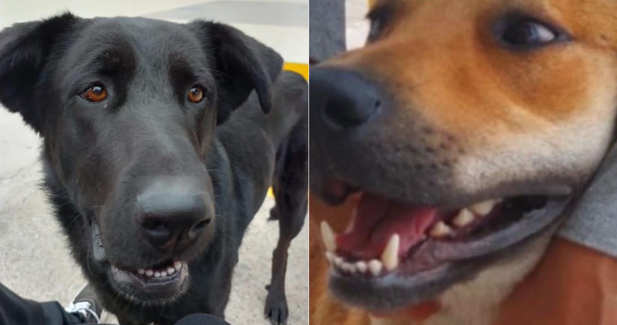 Acusan a universidad de “asesinar perros” para clases de anatomía: casa de estudios presentó querella.