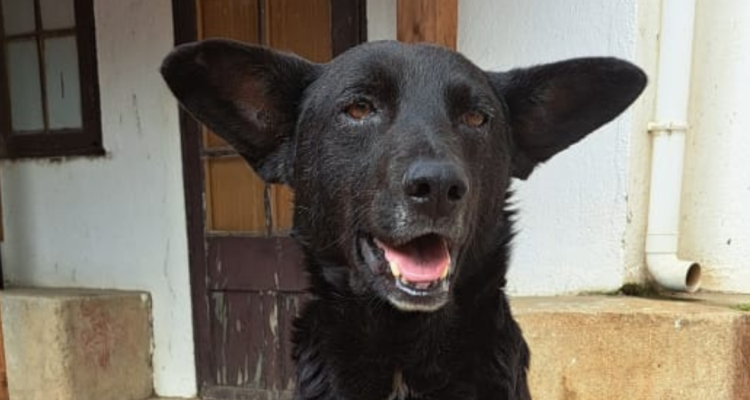 Vecinos acusan posible caso de zoofilia en Valparaíso: hallaron a perrito con heridas críticas