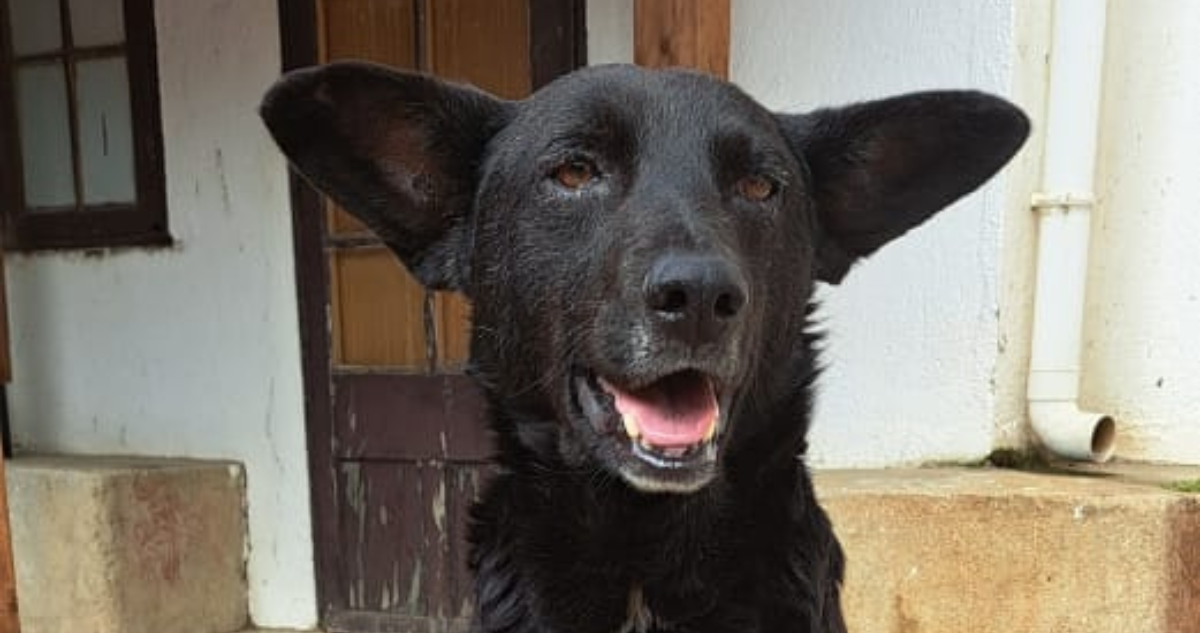 Vecinos acusan posible caso de zoofilia en Valparaíso: hallaron a perrito con heridas críticas